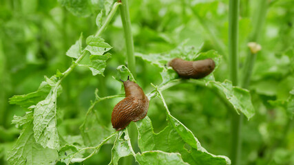 Spanish slug Arion vulgaris snail parasitizes on radish or lettuce cabbage moves garden field,...