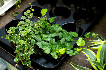 Flower sales in the garden center. Ficus Pumila White Sunny and Hedera helix