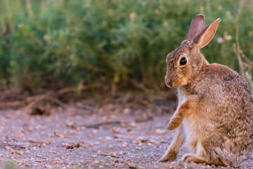 Naklejka na ściany i meble Adorable bunny in a field.