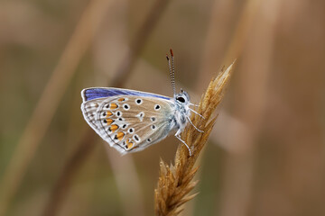 A Common Blue Butterfly perched on a grass seed head.