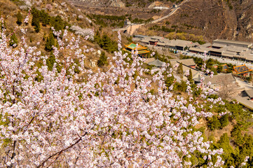 Obraz premium It's Sakura at the Great Wall of China. One of the Seven Wonders of the world. UNESCO World Heritage Site