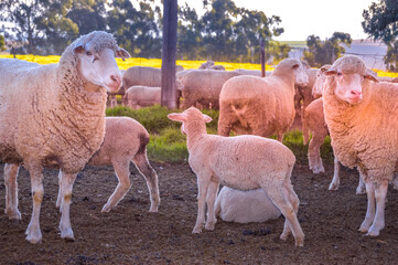 Naklejka premium Cute Merino sheep in a farm pasture land in South Africa