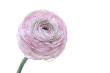 Closeup of pink Ranunculus flower isolated on white background
