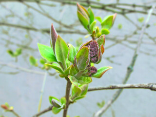 the very beginning of flowering of the first lilac buds