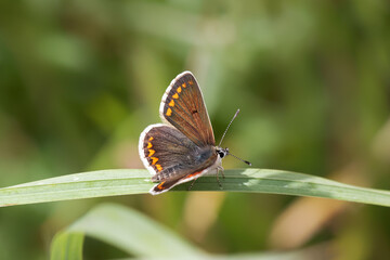 Obraz na płótnie Canvas A Brown Argus Butterfly perched on a blade of grass.