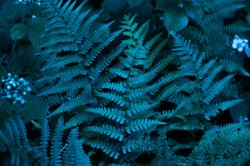 Cyan blue, turquoise colored fern leaves and wild plants background. Dark pattern of enchanted forest flora.