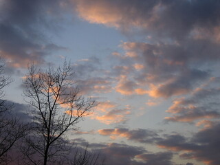 Sunset sky with orange colored clouds and tree branches silhouettes