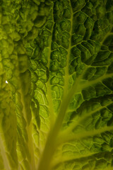 cabbage leaf macro photography. vegetable. vegan food. Vegetarian Food. Letuce
