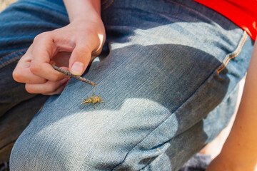 A child caught a bug and touches the insect with a stick.
