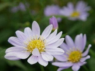 Obraz premium Light purple daisy flowers