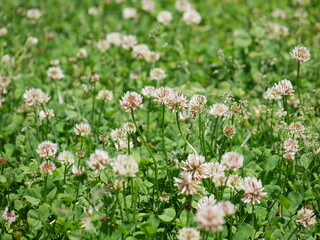 Fototapeta premium Pretty clover leaves and flowers in a wild field