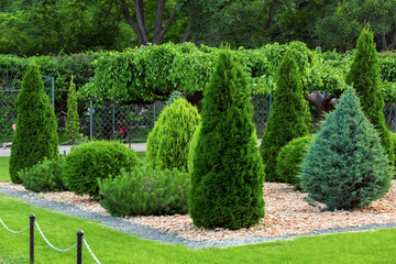 Landscaping of a backyard garden with evergreen conifers and thuja mulched by yellow stone in a...
