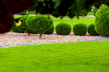 Landscaping of a backyard garden with evergreen thuja bushes mulched by yellow stone in a summer...