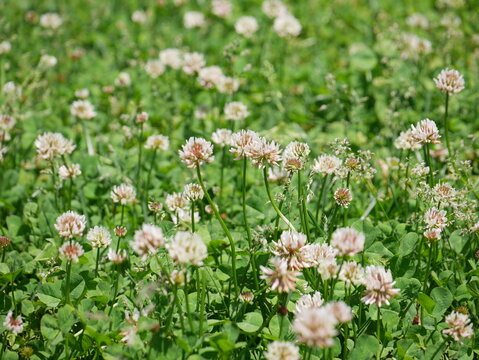 Pretty clover leaves and flowers in a wild field