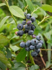 Home growing blueberry tree and fruits.