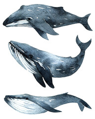 Watercolor illustration of whale © ola_tarakanova
