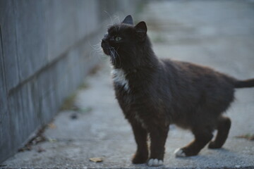 black and white cat