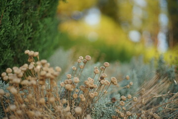 Fototapeta premium moss in the forest