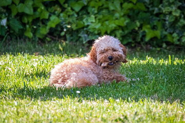 puppy in grass