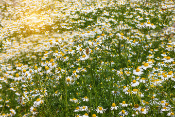 Blooming fresh camomiles meadow with flying bees. Beautiful chamomile flowers with green leaves background. Valentine`s Mother`s Women`s day greeting card, summer wallpaper with copy space text sign