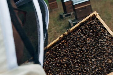 Fototapeta na wymiar Honigproduktion - Inspektion der Waben