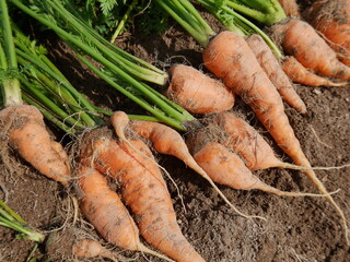 Home garden grown organic carrots