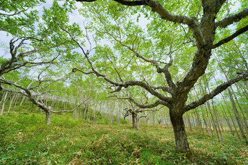 白樺の森