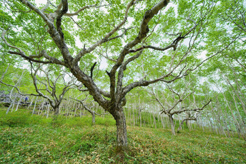 Obraz premium 白樺の森