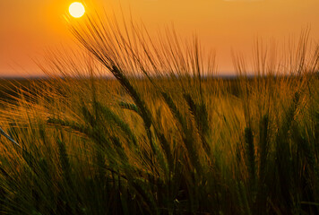 Fototapeta premium Agricultural Sunset
