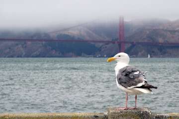 Seagull by the Ocean, Golden Gate Bridge Background