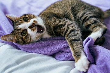 gato boquiabierto jugando con una manta violeta