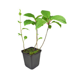 Schisandra chinensis (magnolia-vine, magnolia berry or five-flavor-fruit) seedling in black plastic container isolated on white background. Creeper plants for garden.