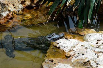 It's Crocodile swimming at the Beijing Zoo, a zoological park in Beijing, China.