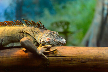 It's Cameleon at the Beijing Zoo, a zoological park in Beijing, China.