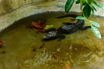 It's Crocodile swimming at the Beijing Zoo, a zoological park in Beijing, China.