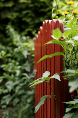 wicket made of wooden boards and plants