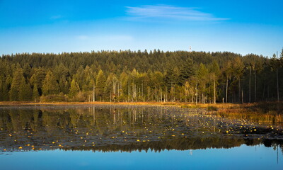 Early autumn, a forest lake covered with yellowing water lilies, a beautiful reflection of coniferous forest in the water of a lake against a blue sky, Whonnock Lake, British Columbia, Canada
