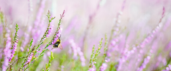 Purple heather flowers with bee on meadow