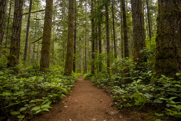 path in the forest with large trees