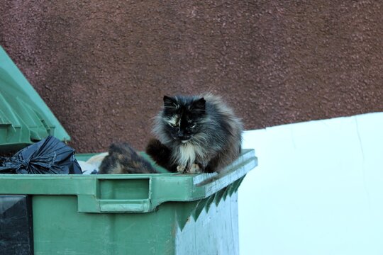 Un gato en un basurero 