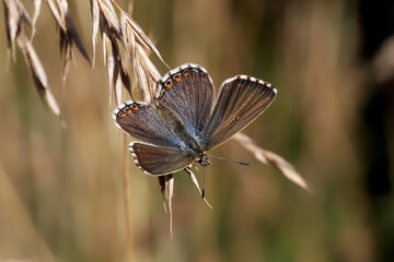 A Adonis Blue Butterfly basking on a grass seed head.
