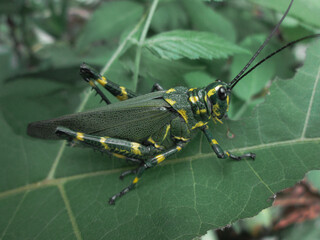 Grasshopper
