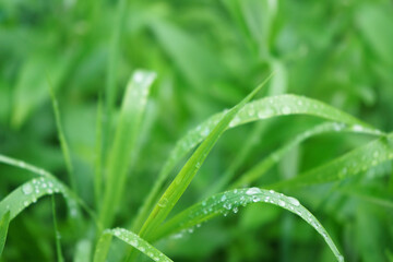 Fototapeta na wymiar Nature background. Grass with raindrops on a blurred green background. Droplets on the blades of grass.
