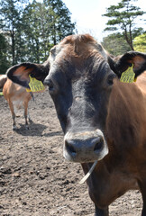 ユニークな牛の顔　高千穂牧場