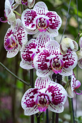 pink orchid flower