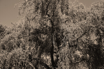 Tree in garden in spring season in Quebec Canada