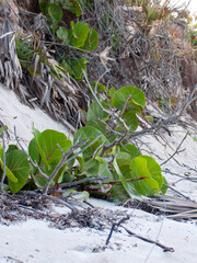 Seagrape on a beach dune. Coccoloba uvifera with dry palm fronds and roots on beach sand. Beach plants.