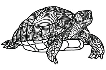 Fototapeta premium Graphic Indian star tortoise drawn in line art style isolated on white background. Geochelone elegans. Rare turtle pet. Coloring book page design for adults and kids