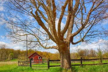 9026 - Delano Oak and Little Red (9026-TRE-051620-1242P)