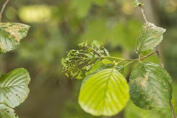green tree leaves damaged by a pest